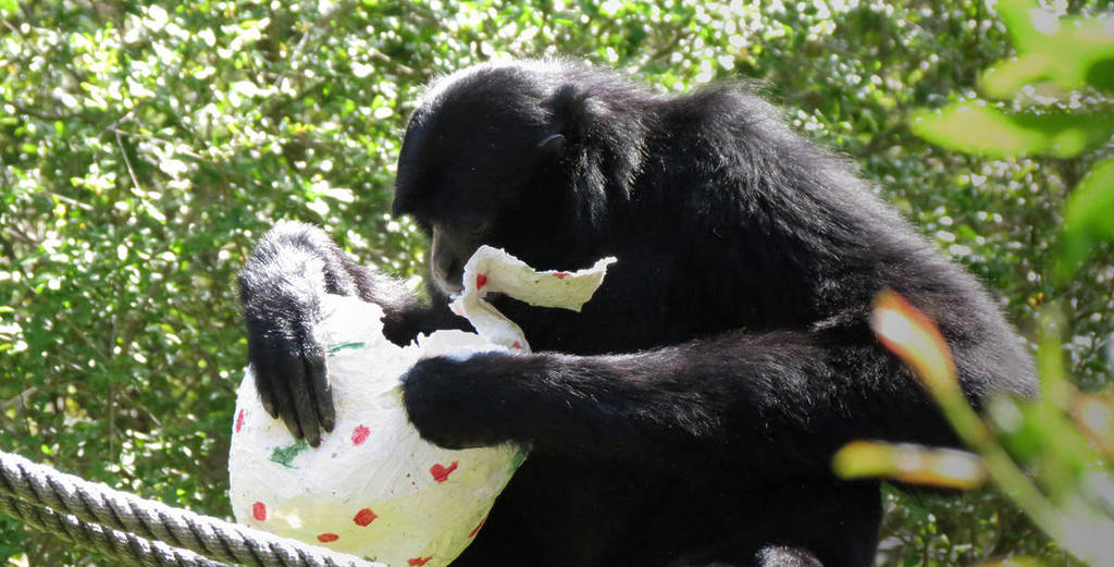 scimmia dello zoo che apre un uovo di Pasqua