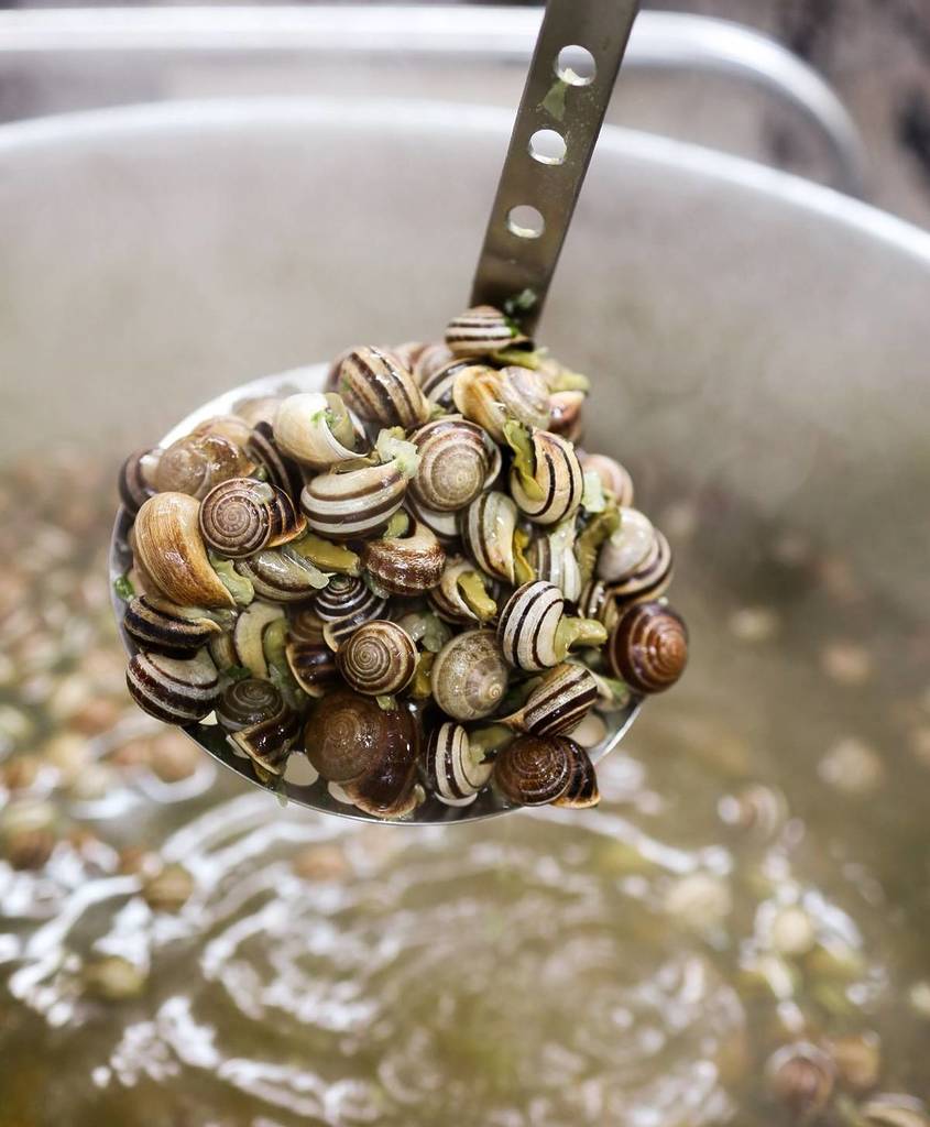 des escargots chez les escargots