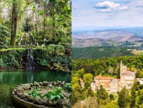 Quarta do mundo e a primeira da Península Ibérica: descobre a floresta terapêutica que é também Monumento Nacional e fica a menos de 2h30 de Lisboa