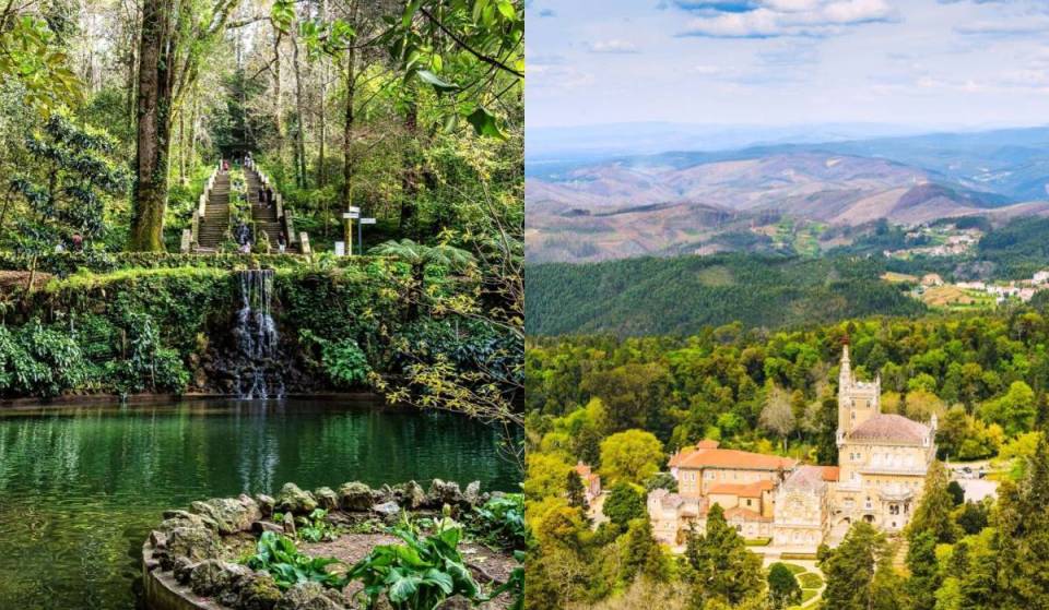 La cuarta del mundo y la primera de la Península Ibérica: Mata do Bussaco consigue una certificación sin precedentes como bosque terapéutico