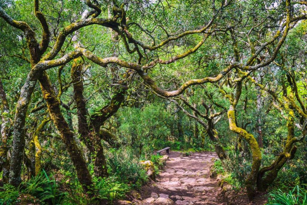 Der Nationalwald von Bussaco ist ein Nationaldenkmal und ein Heilwald