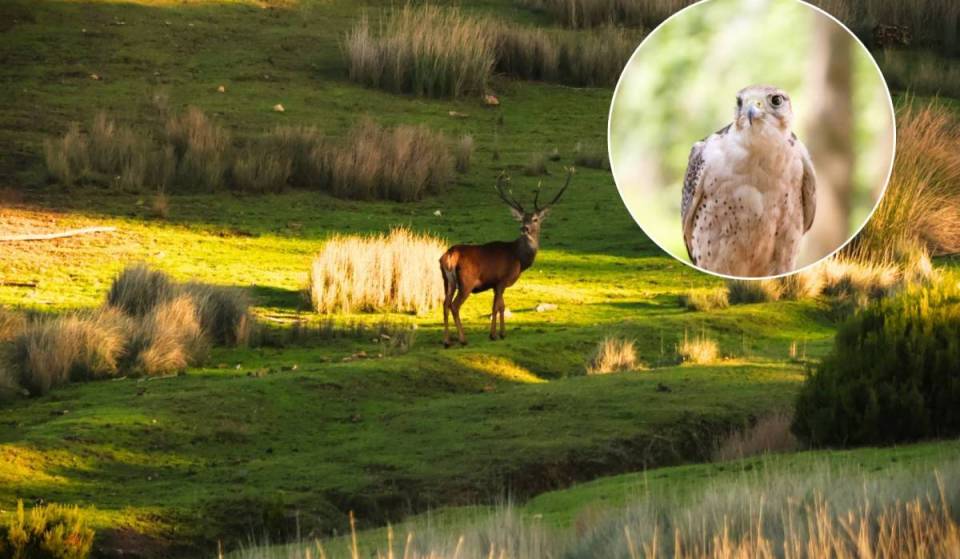 Weniger als 30 Minuten von Lissabon entfernt: Der königliche Wald, der zum UNESCO-Weltkulturerbe gehört, verbirgt jahrhundertealte Wanderwege, riesige Bäume und frei lebende Rehe