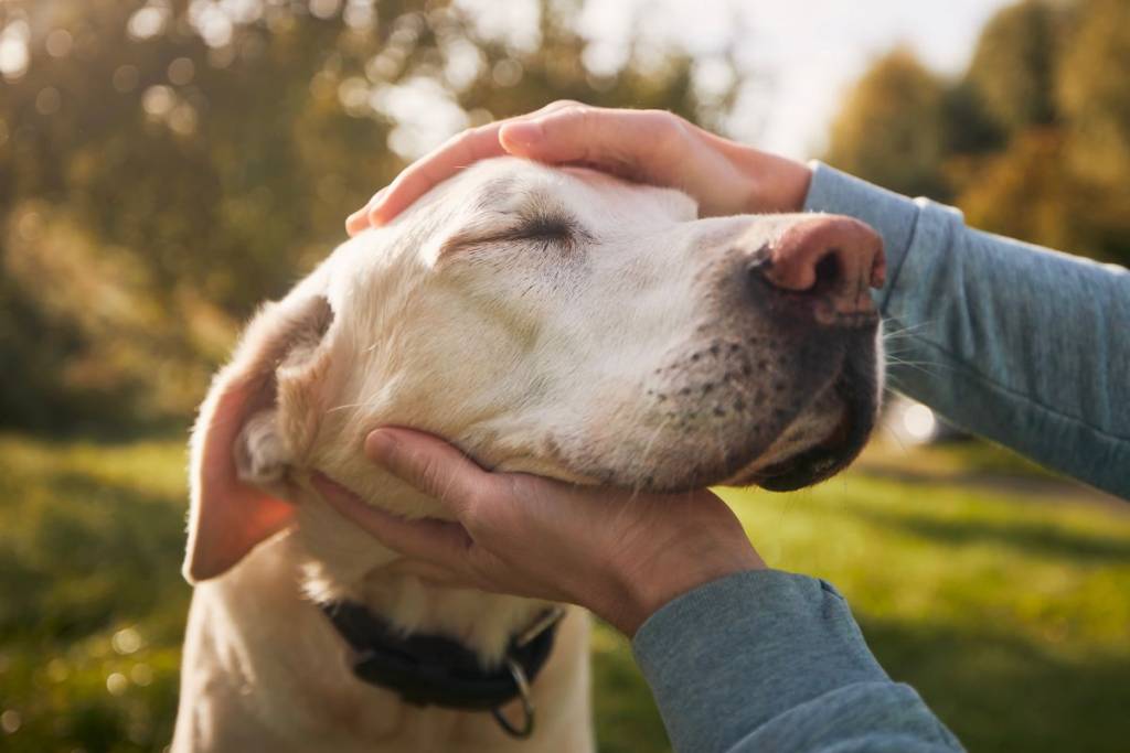 Nem Lisboa, nem Porto: a cidade mais pet-friendly de Portugal é a primeira onde mais de metade dos hotéis aceitam animais de estimação