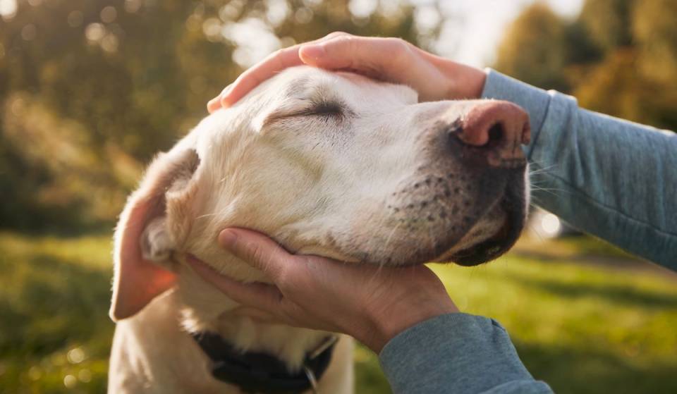 Ni Lisboa ni Oporto: la ciudad más pet-friendly de Portugal es la primera en la que más de la mitad de los hoteles aceptan mascotas