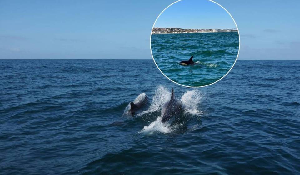 L’incredibile gita in barca a Lisbona con un biologo marino per osservare i delfini in libertà: un’avventura di tre ore nell’estuario del Tago e nell’Atlantico