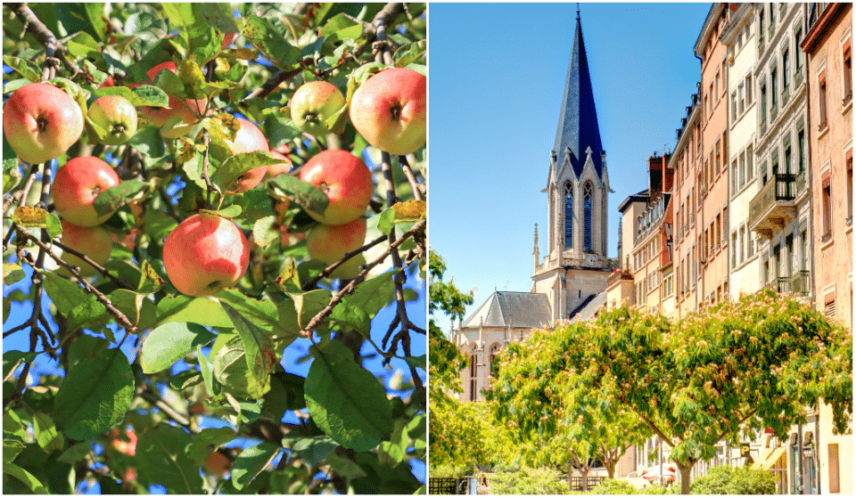 Bonne nouvelle : Lyon s&rsquo;apprête à accueillir ses premiers vergers urbains !