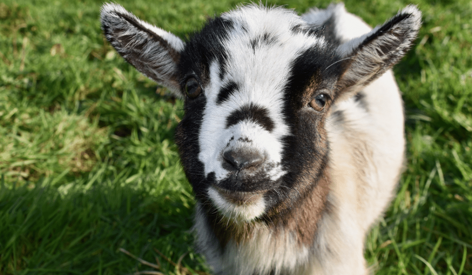 En région : des chevreaux à adopter et à biberonner près de Lyon !