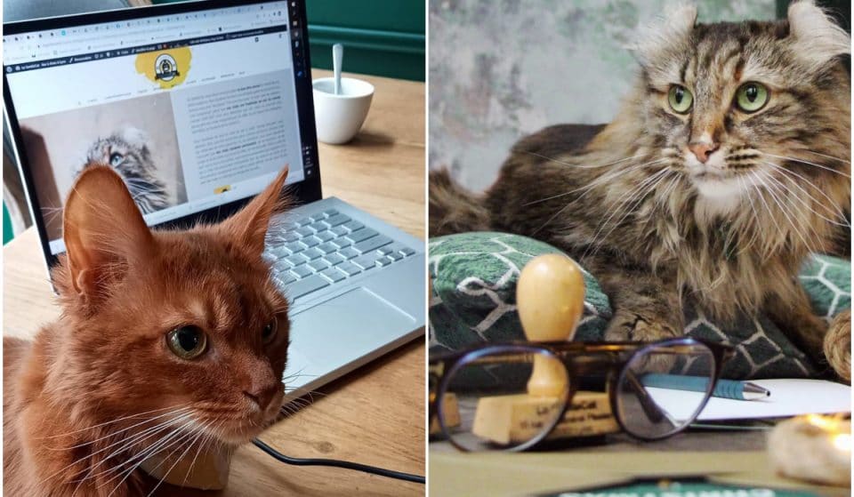 Le GentleCat va ouvrir un co-working au milieu des chats sur la place Carnot !