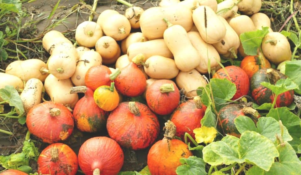 La Tête d&rsquo;Or se met en mode festival pour fêter les Courges !