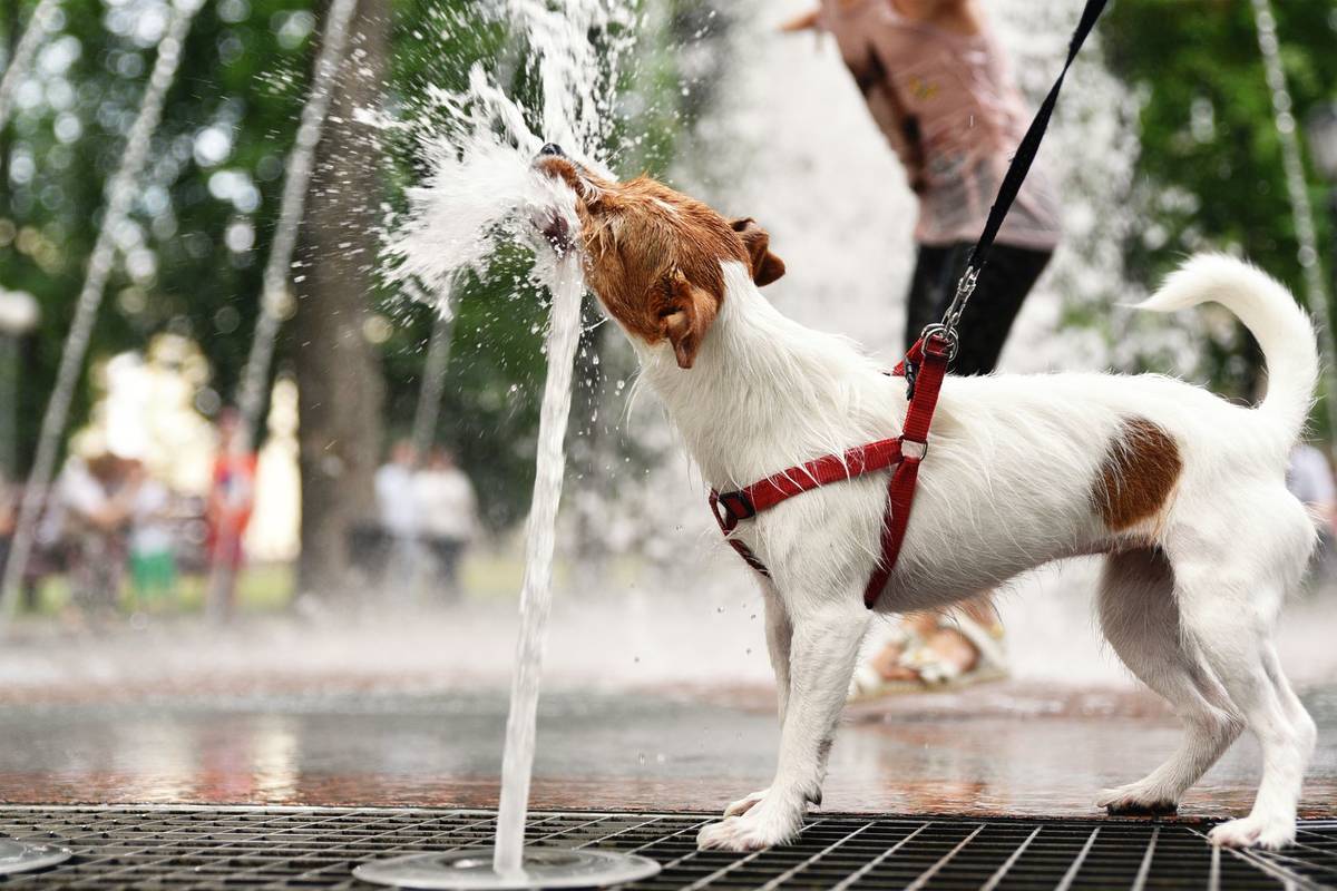 Canicule Lyon 2025 hydratation