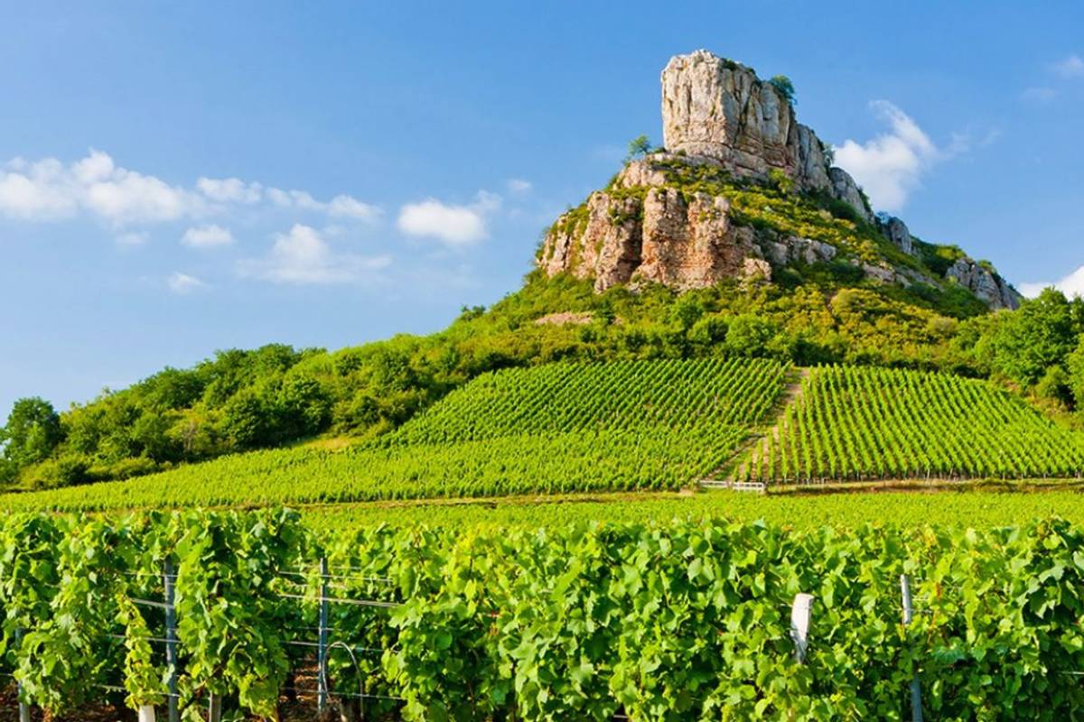Vignoble Roche de Solutre