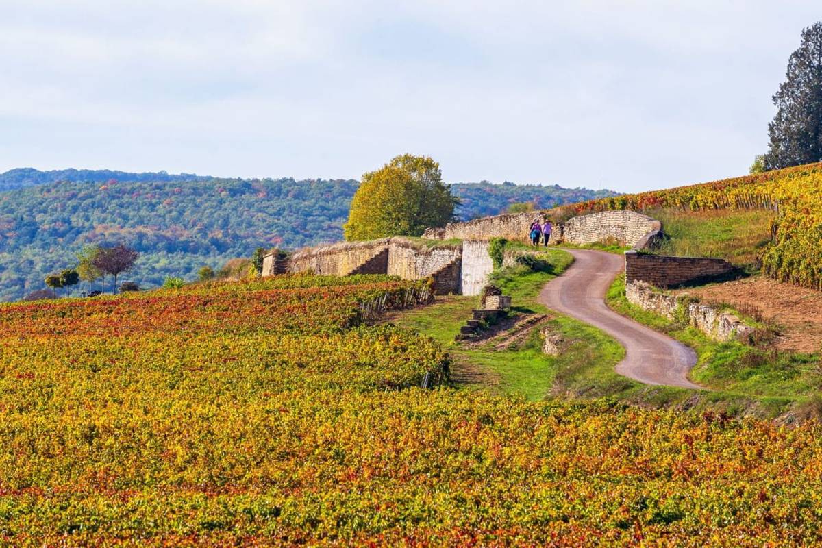Vignobles Beaune