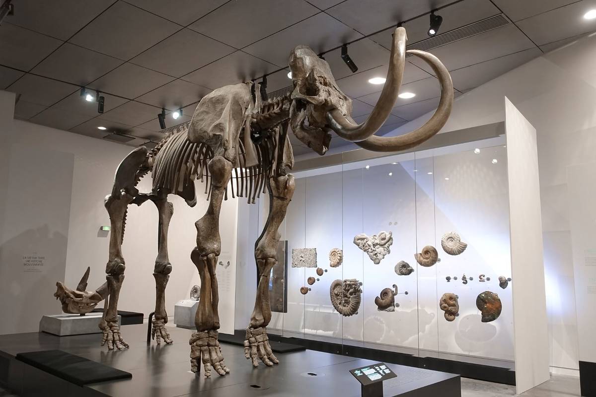 Mammouth de Choulans