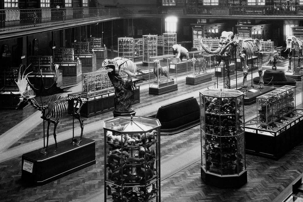 Mammouth de Choulans