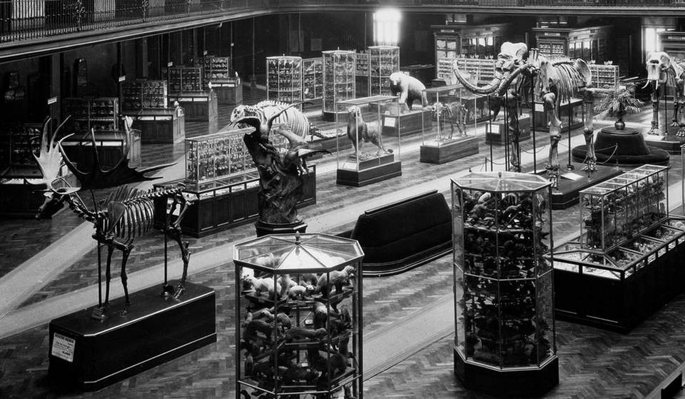 Il a survécu à l&rsquo;ère glaciaire : l&rsquo;incroyable histoire du Mammouth de Choulans, le véritable doyen de Lyon a 120 000 ans !