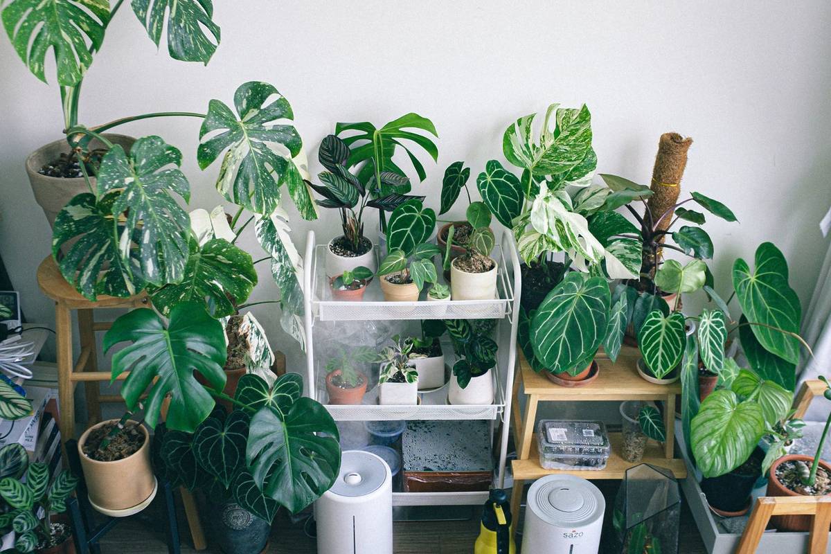 Destockage plantes Lyon