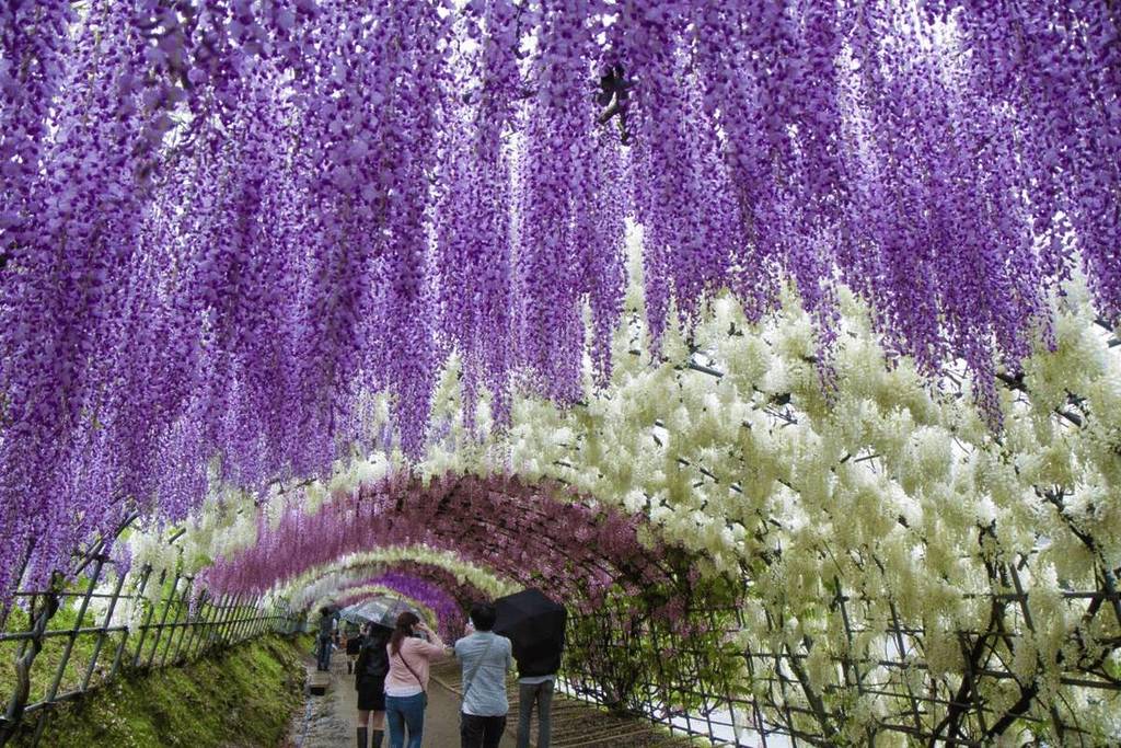 This festival returns in April and transforms an entire neighborhood of Lyon with over 350 wisteria plants into a spectacular flower garden for nearly a month—and it’s completely free