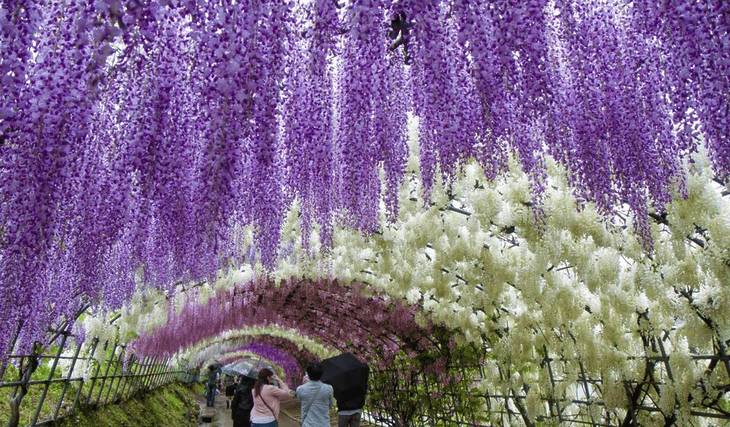 This festival returns in April and transforms an entire neighborhood of Lyon with over 350 wisteria plants into a spectacular flower garden for nearly a month—and it’s completely free