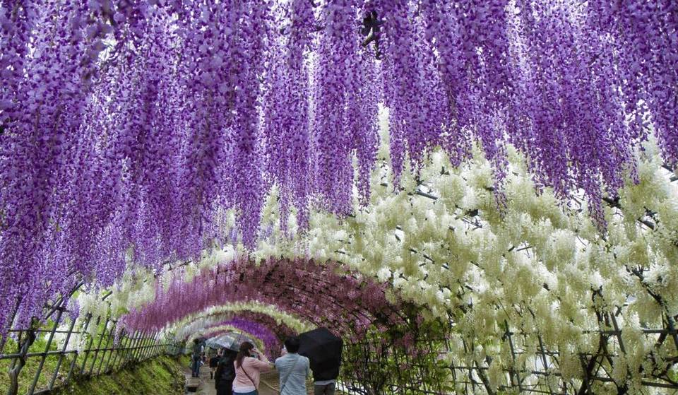 This festival returns in April and transforms an entire neighborhood of Lyon with over 350 wisteria plants into a spectacular flower garden for nearly a month—and it’s completely free