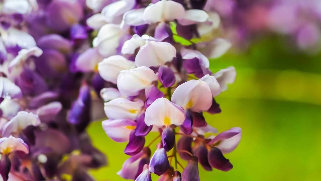 Ce festival revient en avril et transforme tout un quartier de Lyon avec plus de 350 glycines en un jardin fleuri spectaculaire pendant près d’un mois– et c’est totalement gratuit