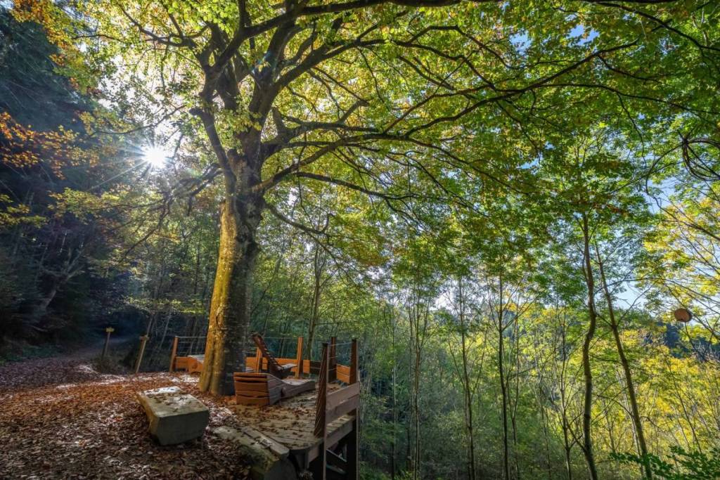 La Forêt des Expériences Beaujolais
