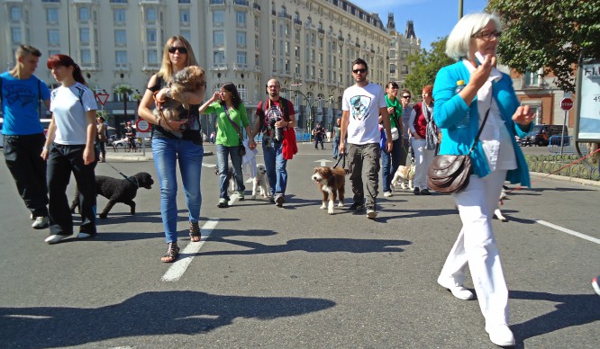 Adopciones, animales mágicos y mucho más en las Fiestas de San Antón 2017