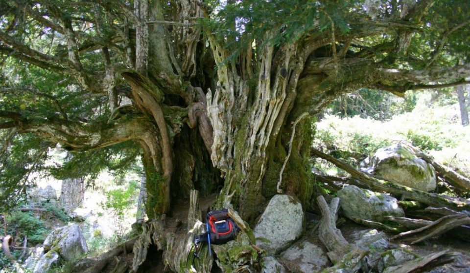El ser vivo más viejo de España está en Madrid y es un árbol