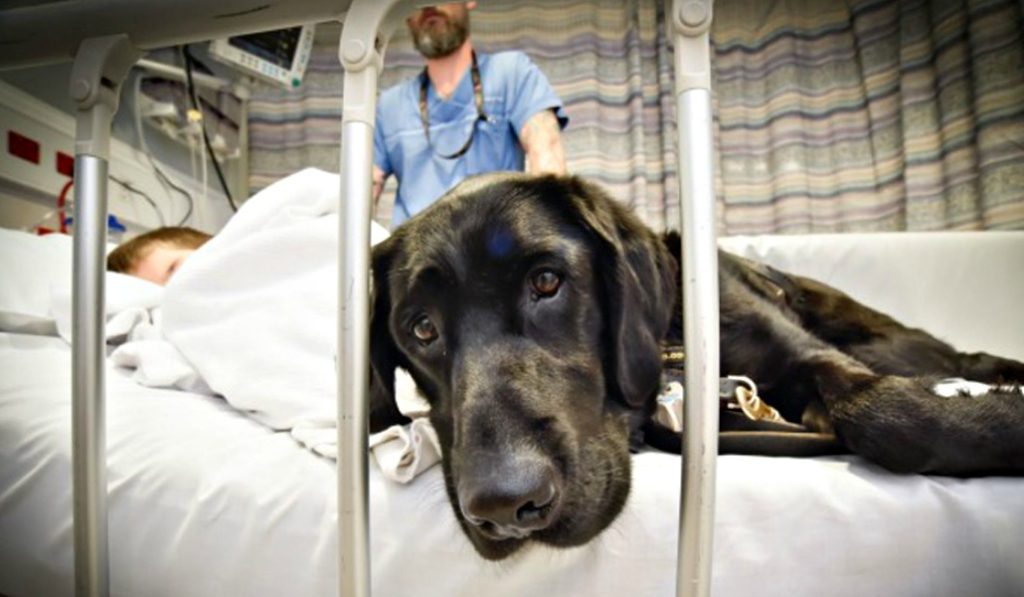 Los niños del hospital Rey Juan Carlos podrán recibir visitas de sus perros