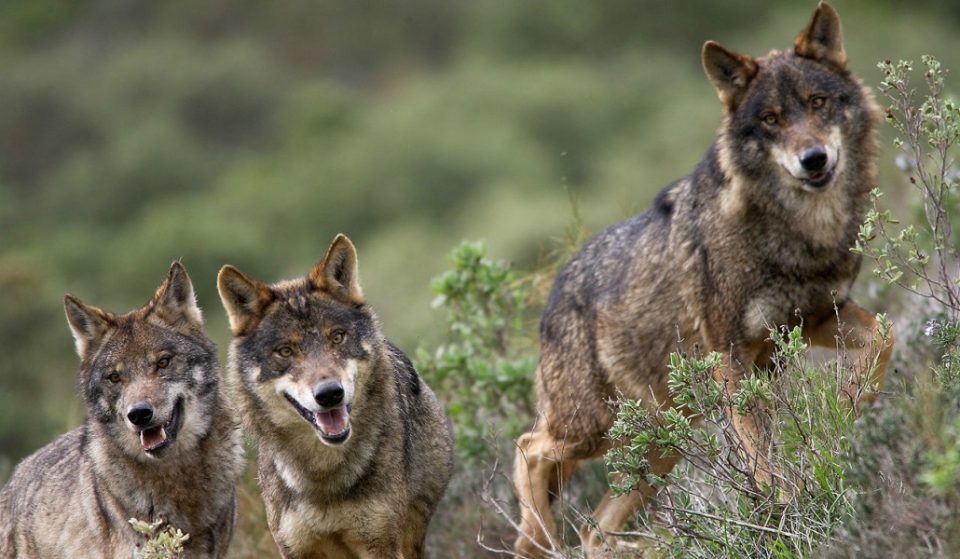 Cuándo y por qué ha vuelto el lobo a Madrid