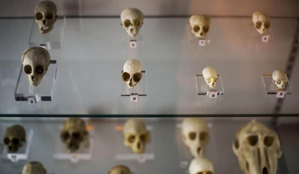 Muerte, morbo y ciencia en los museos de la Universidad Complutense de Madrid