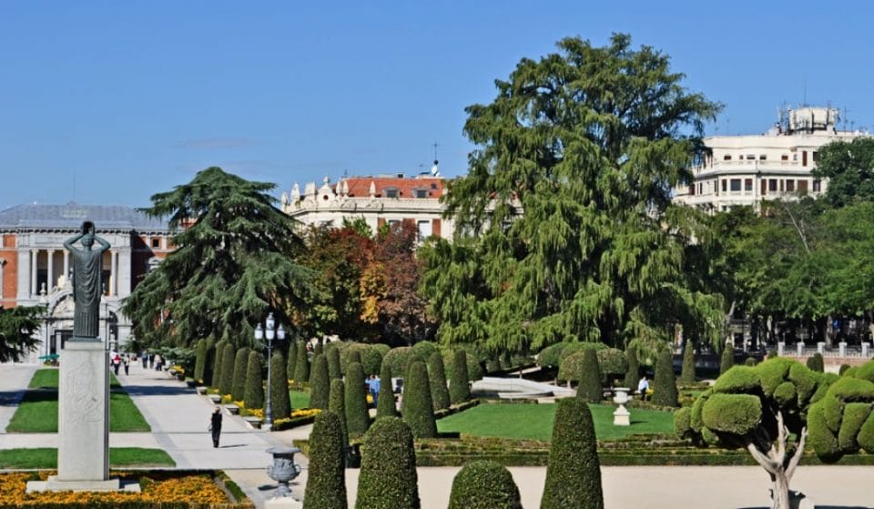 ¿Sabes en qué parque está el árbol más viejo de Madrid?