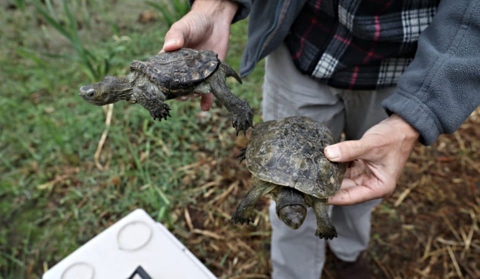 El Manzanares recibe más tortugas galápagos