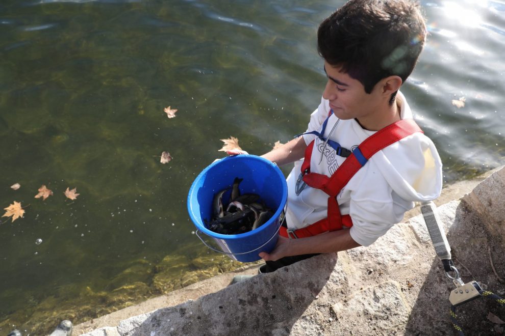 El lago de la Casa de Campo ya cuenta con 2.000 nuevos huéspedes