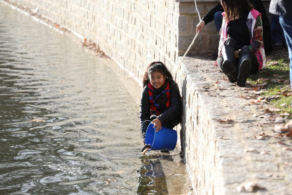El lago de la Casa de Campo ya cuenta con 2.000 nuevos huéspedes
