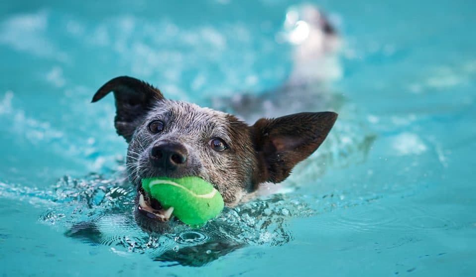 Tu perro podrá entrar y bañarse en esta piscina el próximo domingo