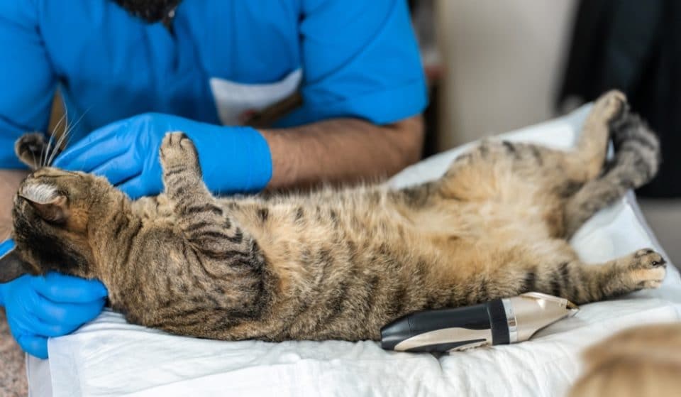 Asistencia veterinaria gratis a las mascotas de desempleados por COVID-19