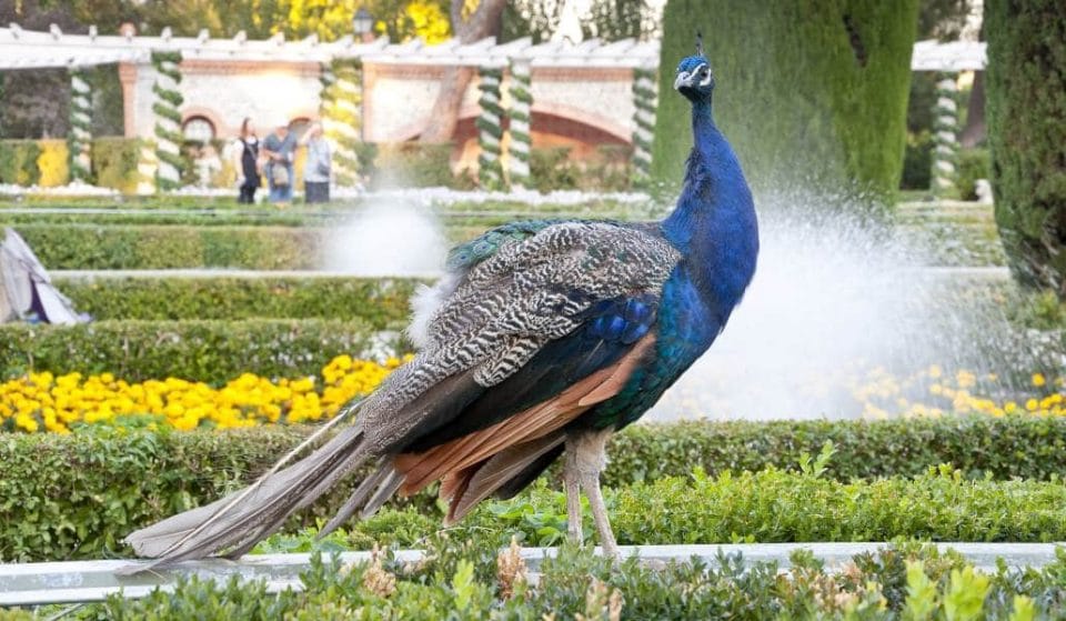 Los pavos reales del Retiro saltan la valla y merodean por las calles de Madrid