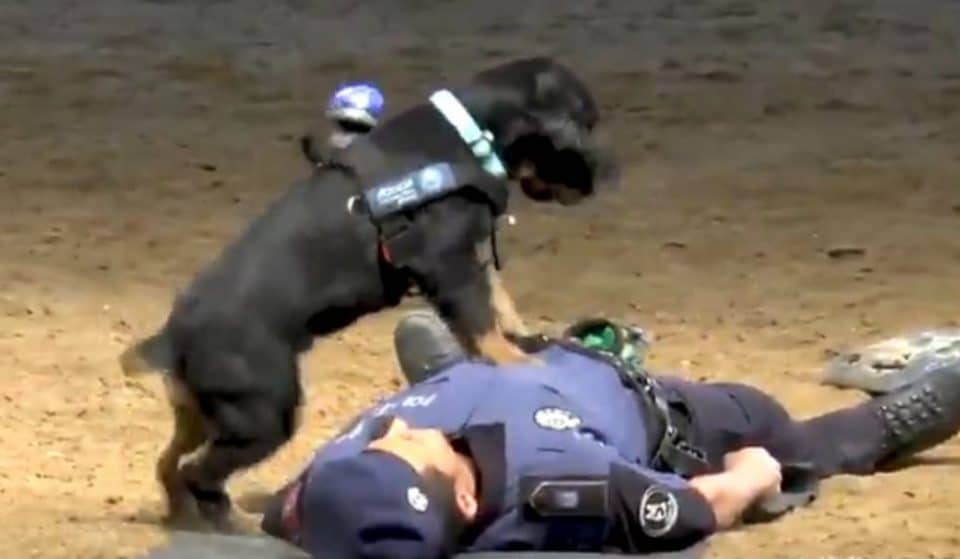 Poncho, el perro policía madrileño que enseña a hacer la maniobra RCP