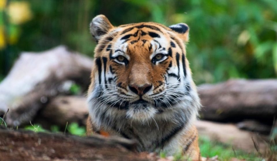 Un tigre del Zoo de Nueva York, el primer animal con coronavirus de EE.UU.