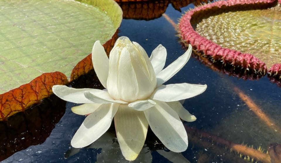 Solo hoy se puede ver la flor del nenúfar gigante Victoria