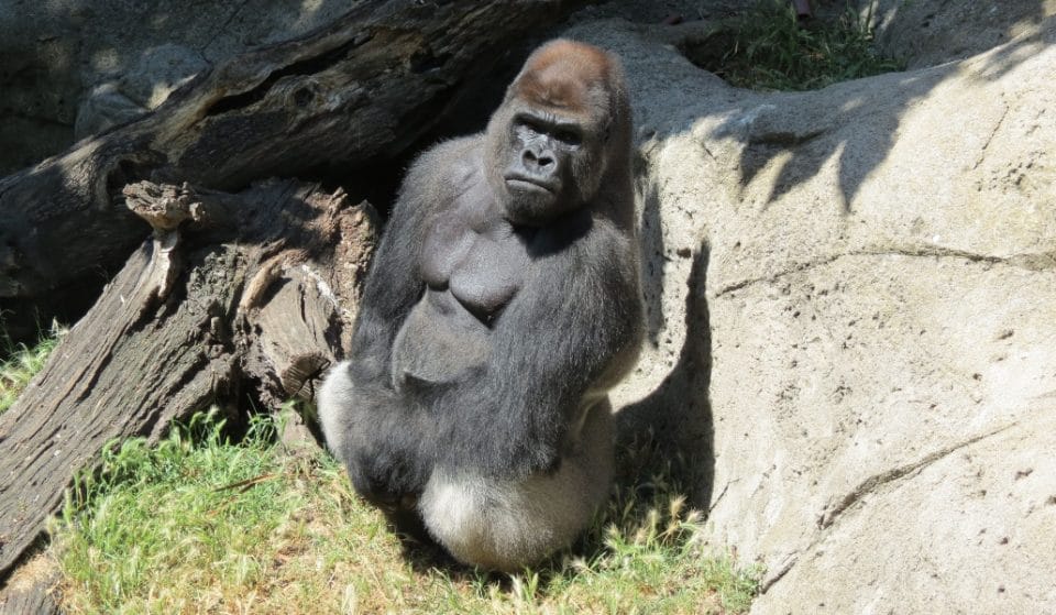 Una cuidadora del Zoo de Madrid en estado grave tras ser atacada por un gorila