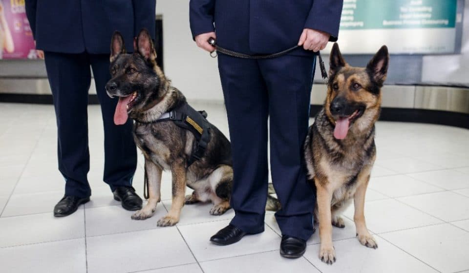 Los perros capaces de detectar el coronavirus ya se emplean en aeropuertos