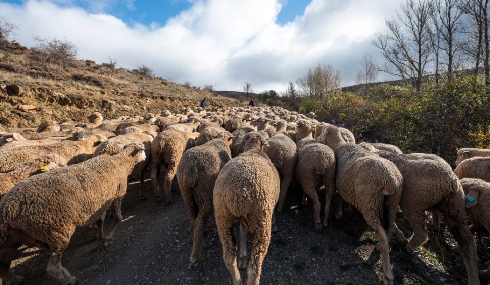 1.300 cabras y ovejas llegan a Madrid a pesar de la pandemia