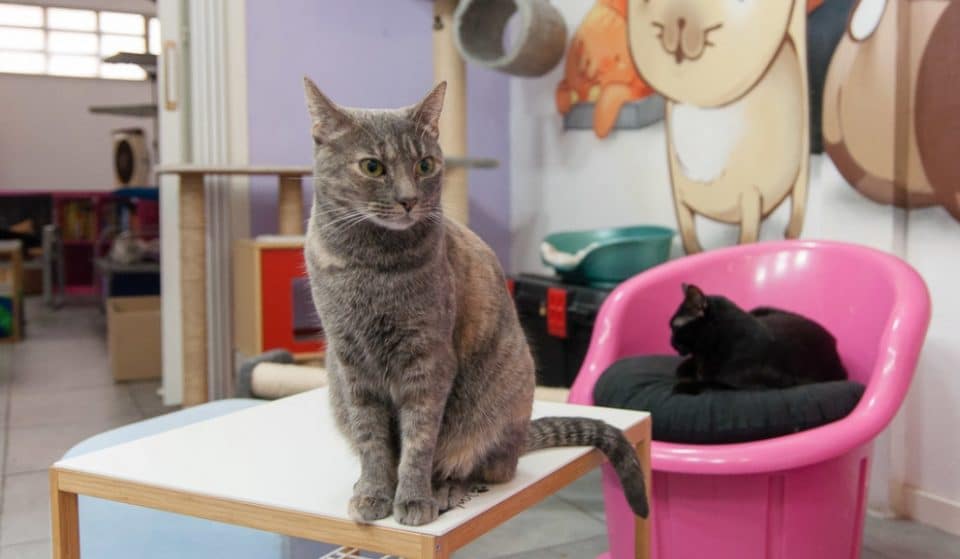 La Gatoteca cierra sus puertas