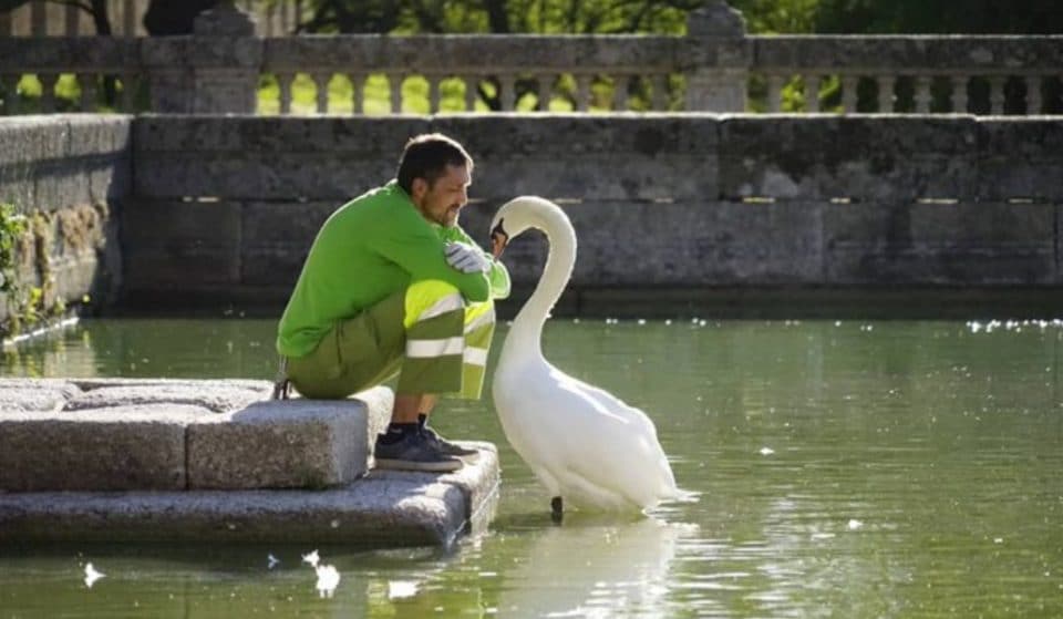 La famosa historia de amistad entre un jardinero y un cisne llega a su fin