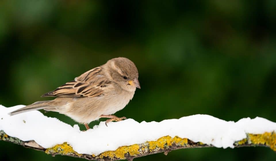 Las aves urbanas de Madrid están en riesgo extremo por culpa de Filomena