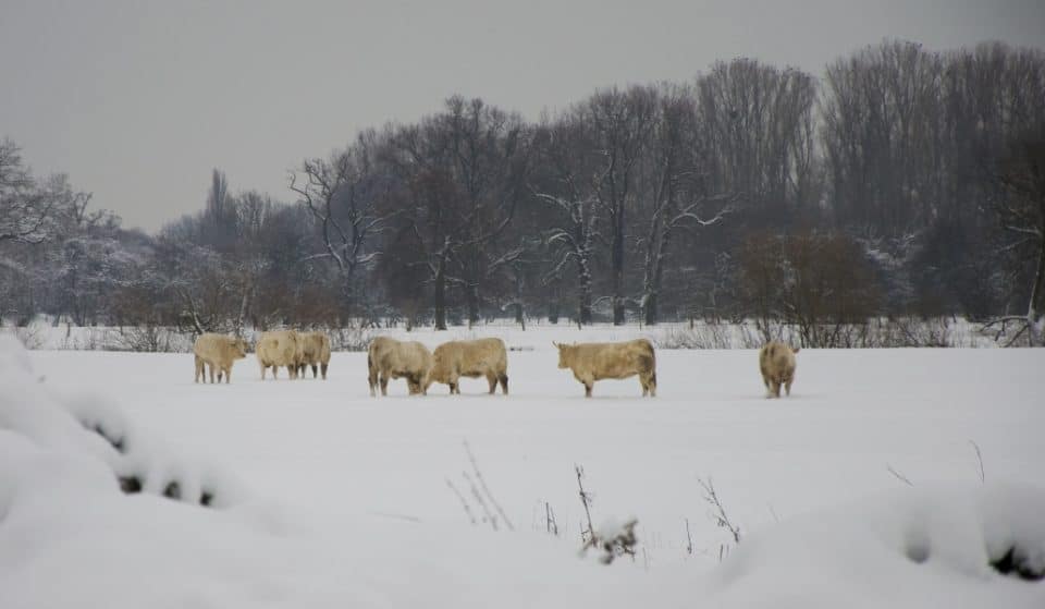 Un helicóptero alimenta a 400 vacas atrapadas por la nieve en Colmenar Viejo
