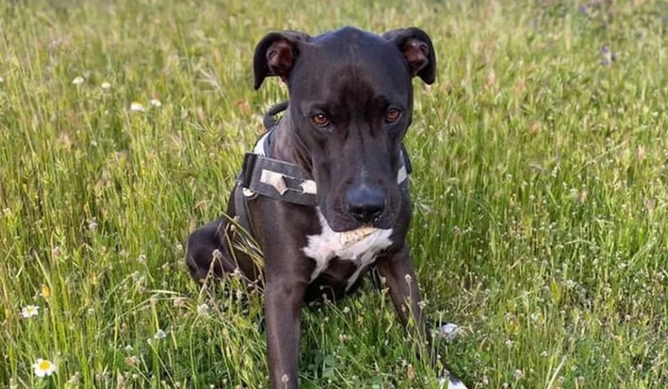 Aparece Brutus, el perro que huyó asustado tras la explosión del miércoles