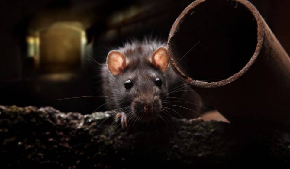 Detectan ratas negras trepadoras en algunos árboles de Madrid