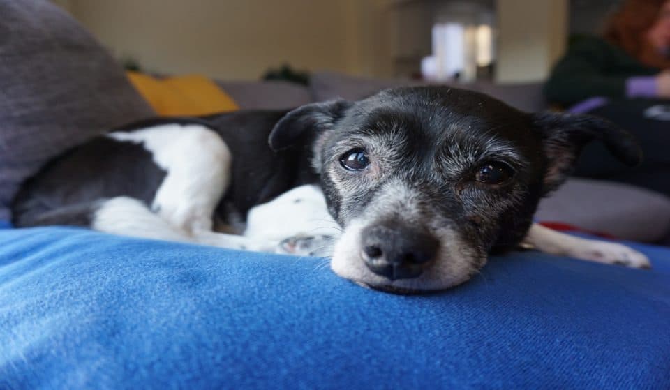 La adopción de animales en la Comunidad de Madrid crece un 40% durante la pandemia